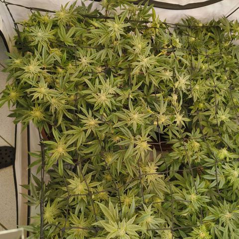 Blueberry Cupcake  growlog timeline photo