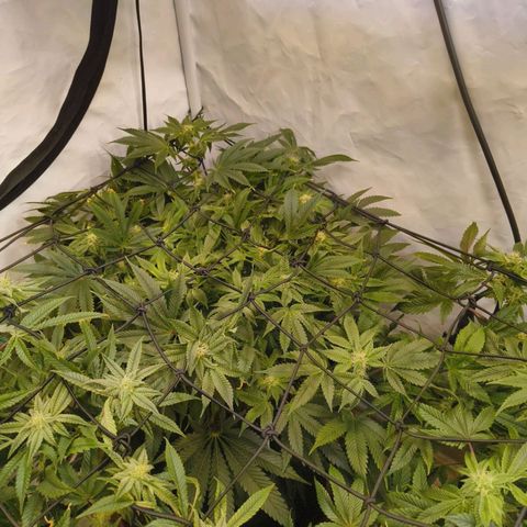 Broadway Runtz #1 growlog timeline photo