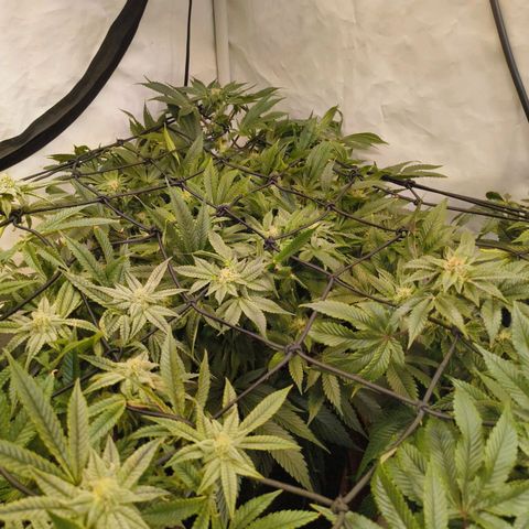 Broadway Runtz #1 growlog timeline photo