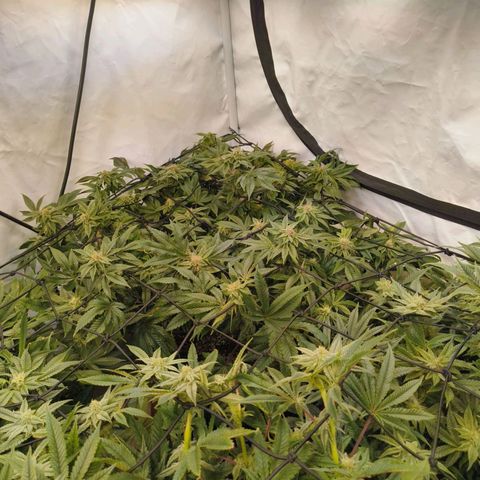 Broadway Runtz #2 growlog timeline photo