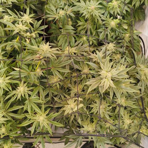 Jelly Donutz growlog timeline photo