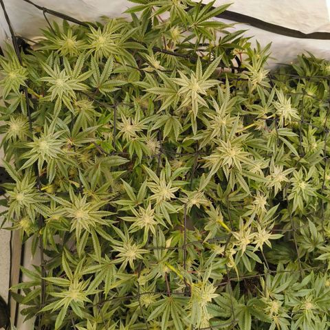 Blueberry Cupcake  growlog timeline photo
