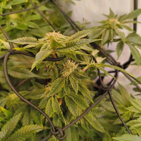 Broadway Runtz #2 growlog timeline photo