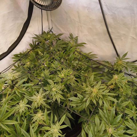 Broadway Runtz #1 growlog timeline photo