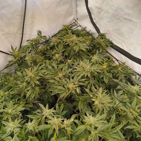 Broadway Runtz #2 growlog timeline photo