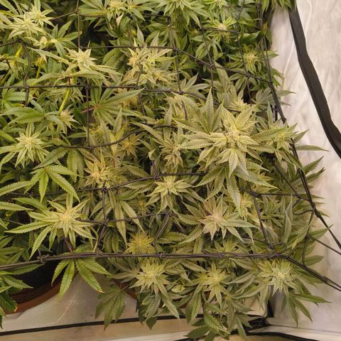 Jelly Donutz growlog timeline photo