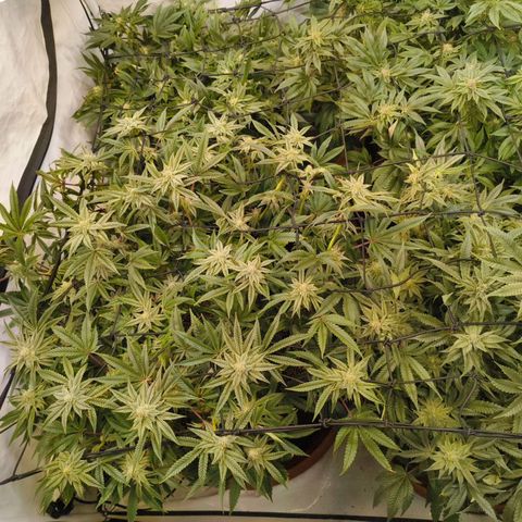 Blueberry Cupcake  growlog timeline photo