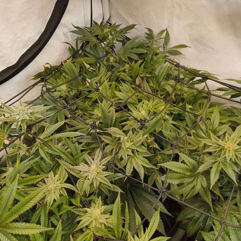 Broadway Runtz #1 growlog timeline photo