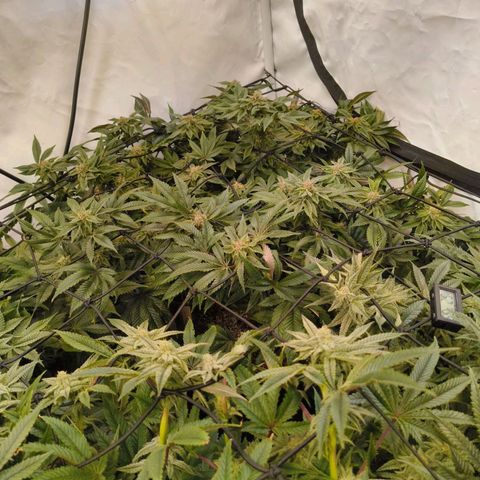 Broadway Runtz #2 growlog timeline photo