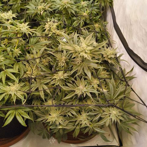 Jelly Donutz growlog timeline photo