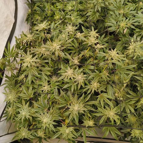 Blueberry Cupcake  growlog timeline photo