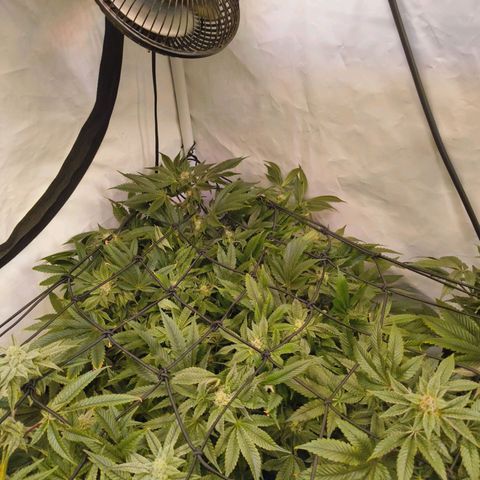 Broadway Runtz #1 growlog timeline photo
