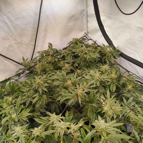 Broadway Runtz #2 growlog timeline photo