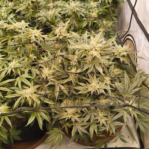 Jelly Donutz growlog timeline photo