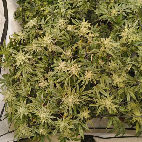 Blueberry Cupcake  growlog timeline photo