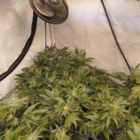 Broadway Runtz #1 growlog timeline photo