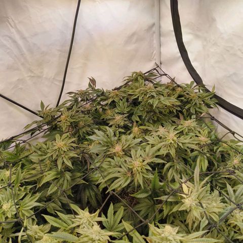 Broadway Runtz #2 growlog timeline photo