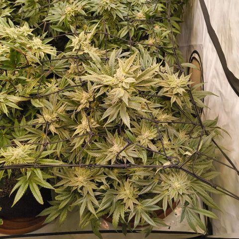 Jelly Donutz growlog timeline photo