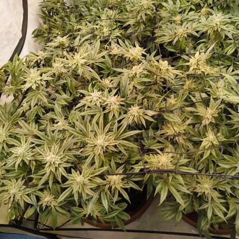 Blueberry Cupcake  growlog timeline photo