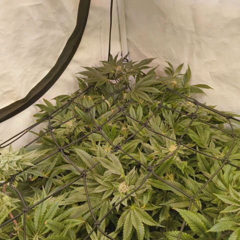 Broadway Runtz #1 growlog timeline photo