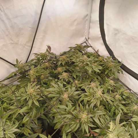 Broadway Runtz #2 growlog timeline photo