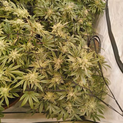 Jelly Donutz growlog timeline photo