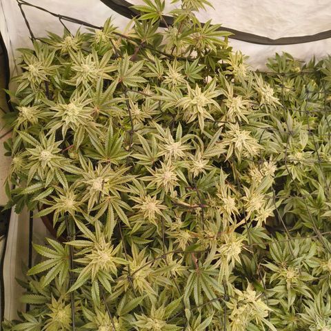 Blueberry Cupcake  growlog timeline photo