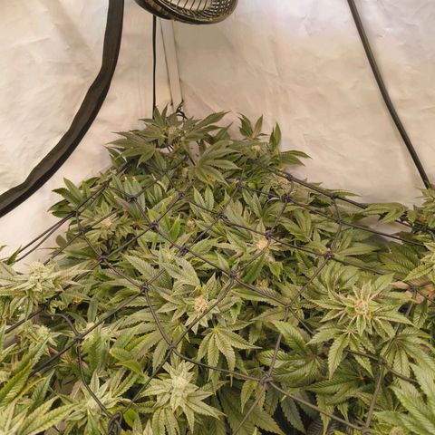 Broadway Runtz #1 growlog timeline photo