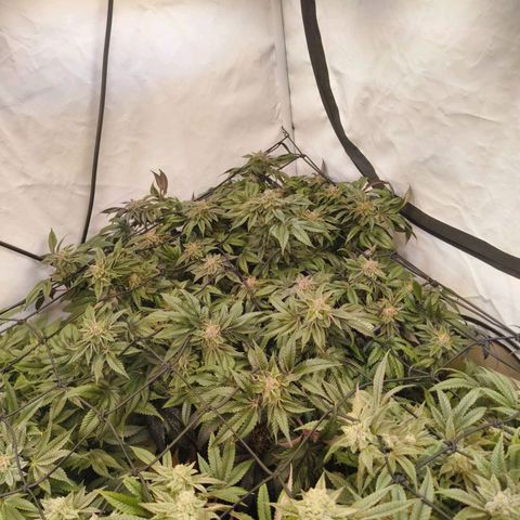 Broadway Runtz #2 growlog timeline photo