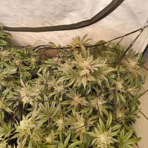Jelly Donutz growlog timeline photo