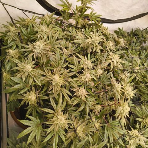 Blueberry Cupcake  growlog timeline photo