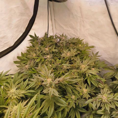 Broadway Runtz #1 growlog timeline photo