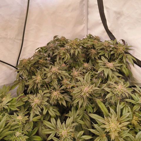 Broadway Runtz #2 growlog timeline photo
