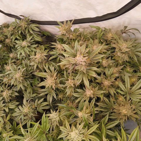 Jelly Donutz growlog timeline photo