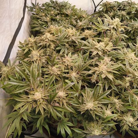 Blueberry Cupcake  growlog timeline photo