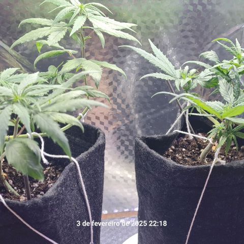 Prensseed growlog photo: 34 dias 