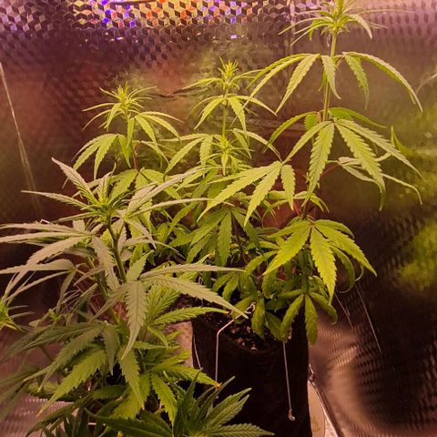 Prensseed growlog timeline photo