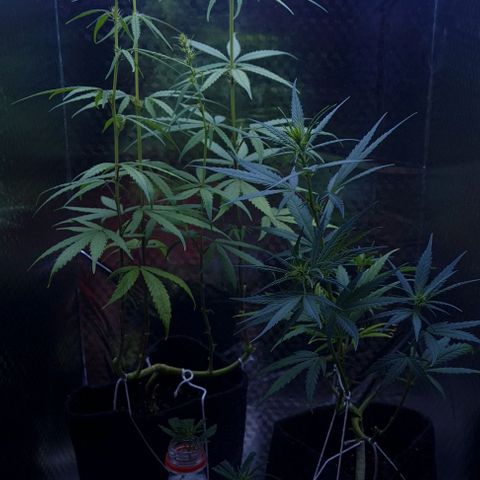 Prensseed growlog timeline photo