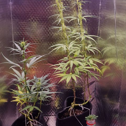 Prensseed growlog photo: Não para de subir O.o