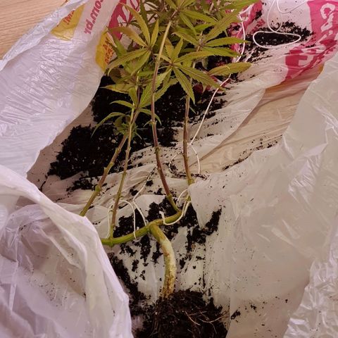 Prensseed growlog timeline photo