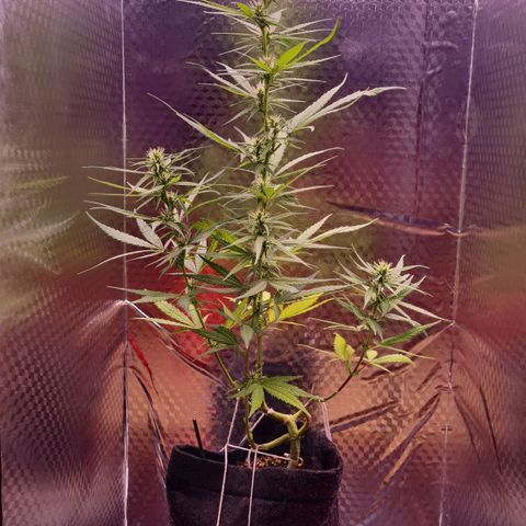 Prensseed growlog timeline photo