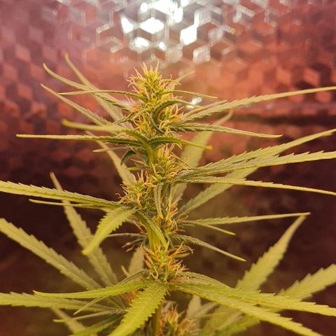 Prensseed growlog timeline photo