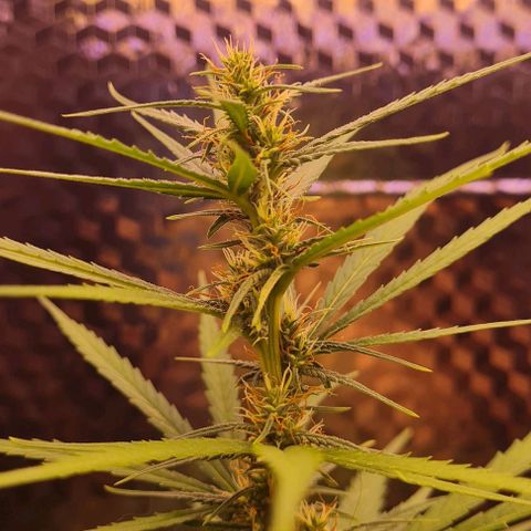 Prensseed growlog timeline photo