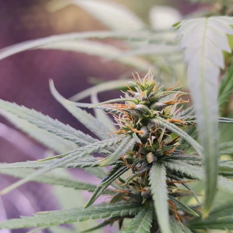 Prensseed growlog photo: Fertilizante.
1ml de mano grow flora, Vega e Micros.

Reta final 