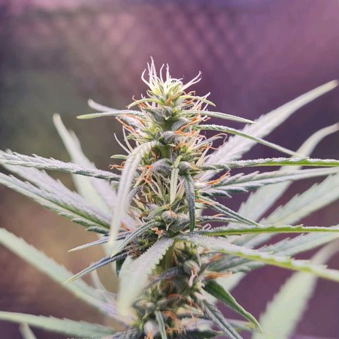 Prensseed growlog photo: Fertilizante.
1ml de mano grow flora, Vega e Micros.

Reta final 