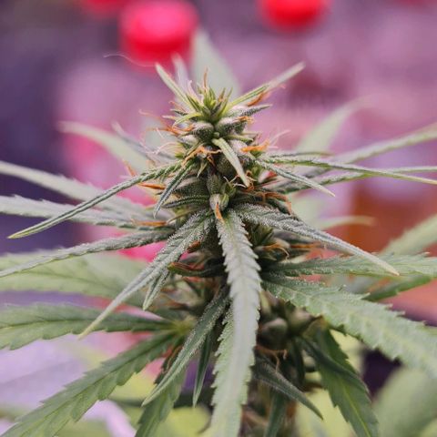 Prensseed growlog timeline photo