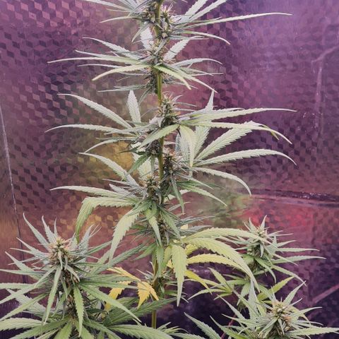 Prensseed growlog photo: 2 folhas amarelas caídas 
3 amareladas firmes 
4 amarelando 