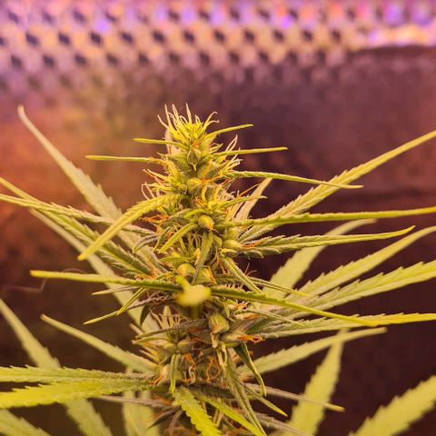 Prensseed growlog timeline photo