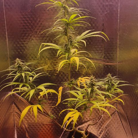 Prensseed growlog timeline photo