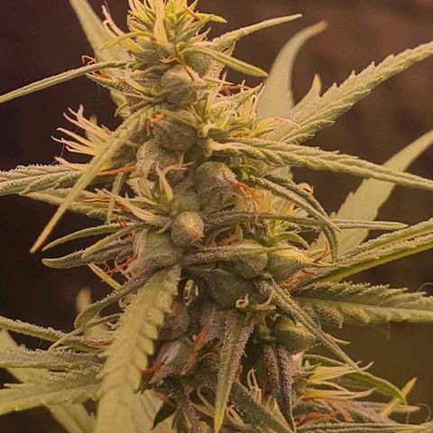 Prensseed growlog timeline photo